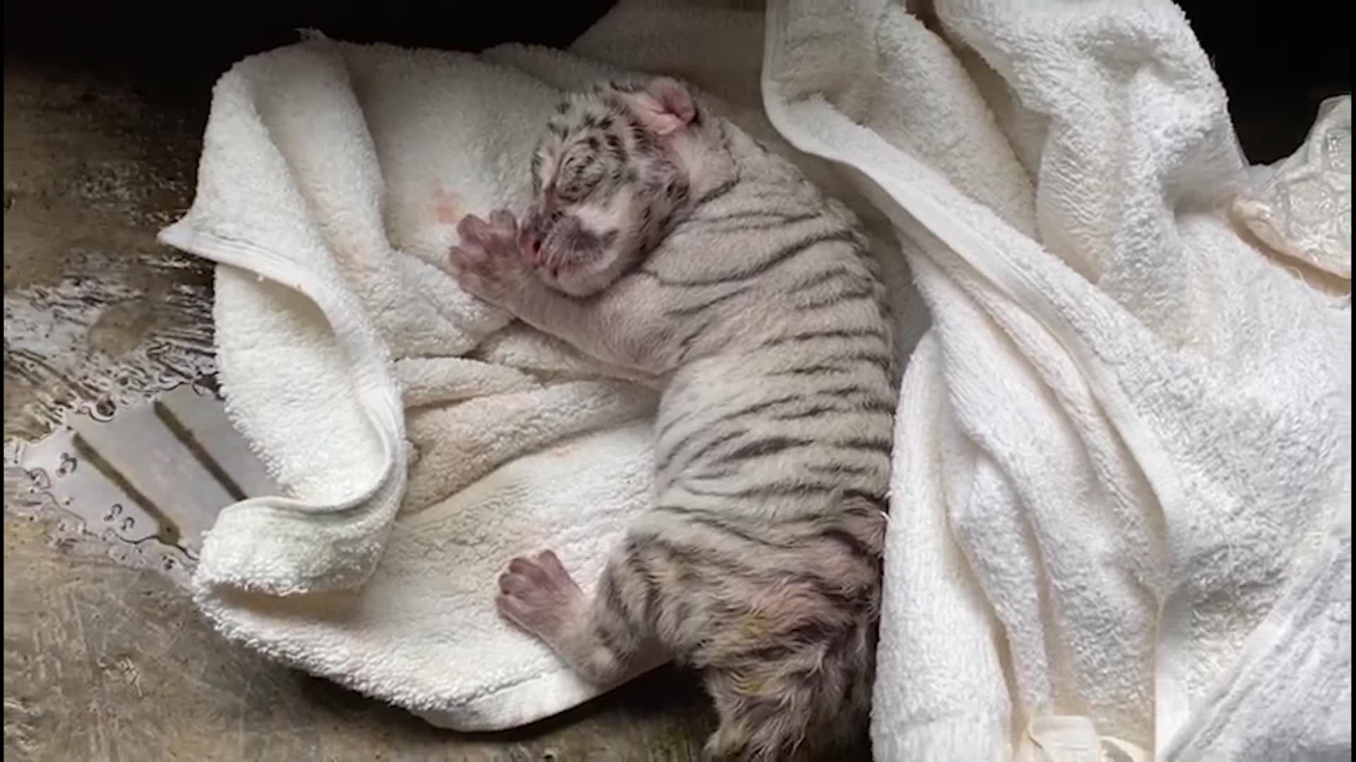 Nieve, the first white tiger to breed in Central America