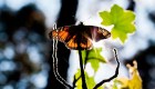 México registra reducción de mariposas monarca