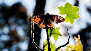 México registra reducción de mariposas monarca