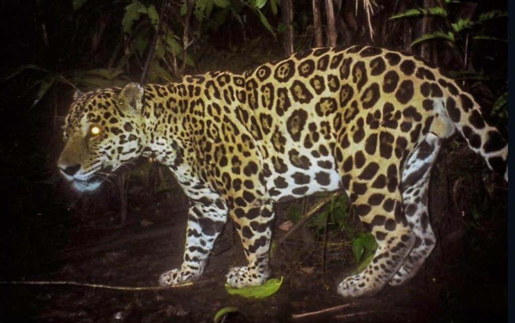 Guatemala: jaguares viven como si no hubiera humanos