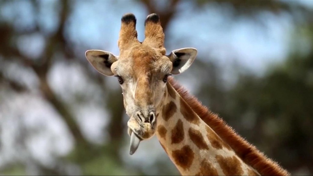 Chapultepec Zoo baby giraffe looking for name