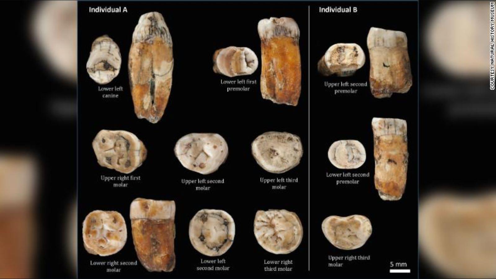 Fósiles Se Suman A Evidencia Del Mestizaje Entre Humanos Y Neandertales