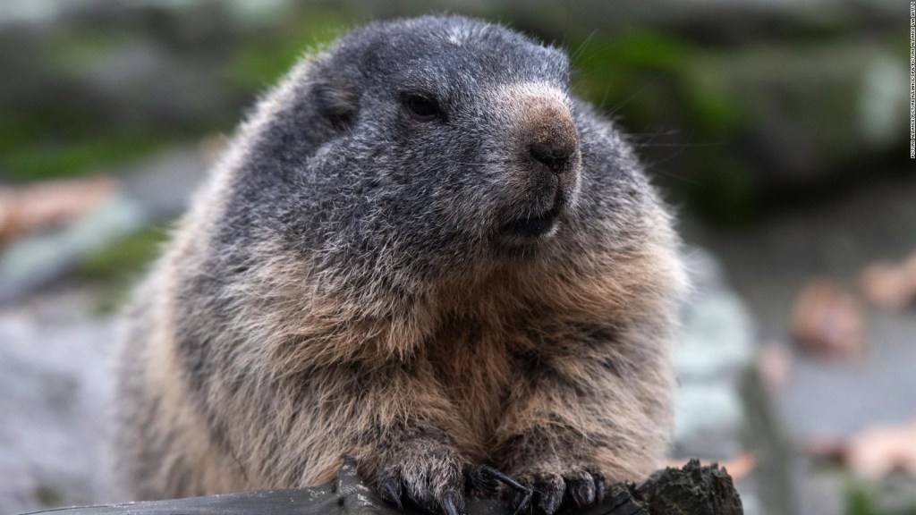 It's trending: Groundhog Day