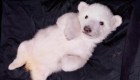 Las imágenes más tiernas de los osos polares bebés