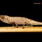 Nanocamaleón, ¿el reptil más pequeño del mundo?