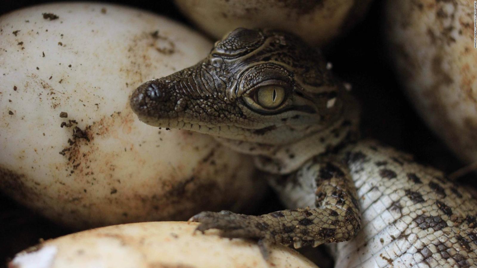El impresionante nacimiento de cocodrilos bebés en un zoológico de Perú |  Video | CNN