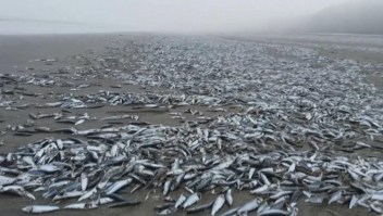 Aparecen miles de peces muertos en playa de Chile