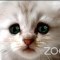 Aparece con filtro de gatito ante corte virtual en Zoom