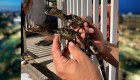 Rescatan a 39 caimanes que transportaban en una hielera