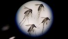 ¿Pueden los mosquitos transmitir el covid-19?