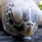 Tortugas marinas paralizadas por bajas temperaturas en Texas