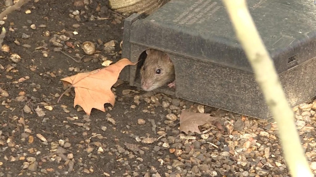 Rats attack London