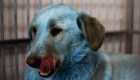 Misterio por perros azules en Rusia