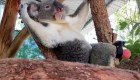 Este koala vive plenamente tras recibir una prótesis de pie