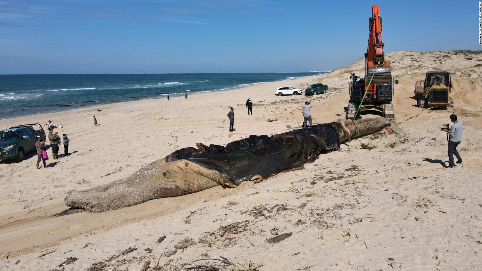 Oil “oil spill” pollutes Israeli beaches;  There are fish, turtles and even a dead whale  Video
