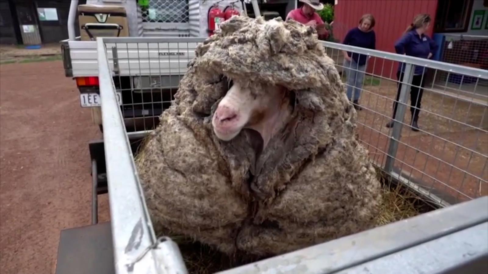Asi luce la oveja Baarack despues de su increíble transformation |  Video