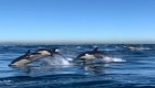 Los delfines aprenden el comportamiento para proteger su piel en lugar de ser innato.