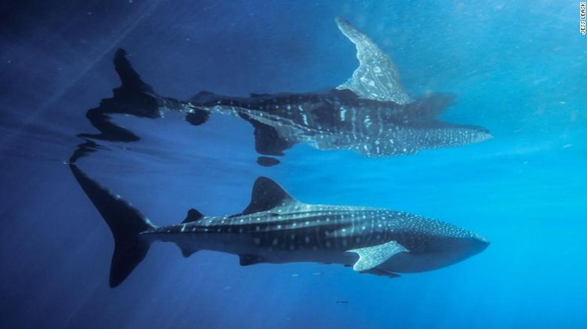 NASA ayudaría a salvar los tiburones ballena, el pez más grande del mundo | Noticias de Buenaventura, Colombia y el Mundo