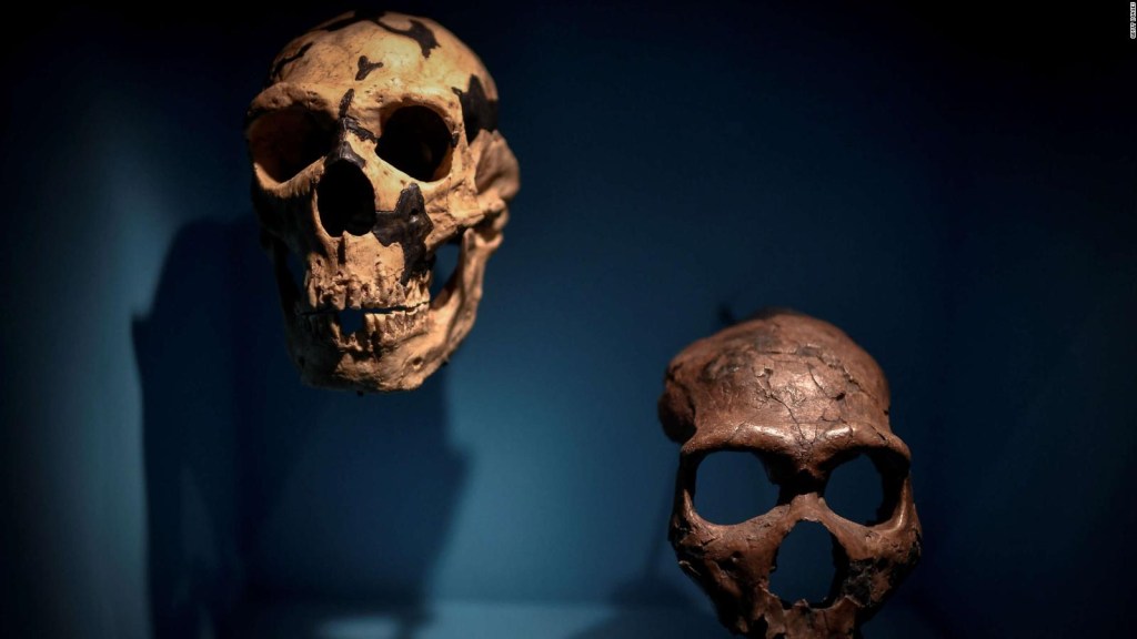 Neanderthals were found to speak like humans