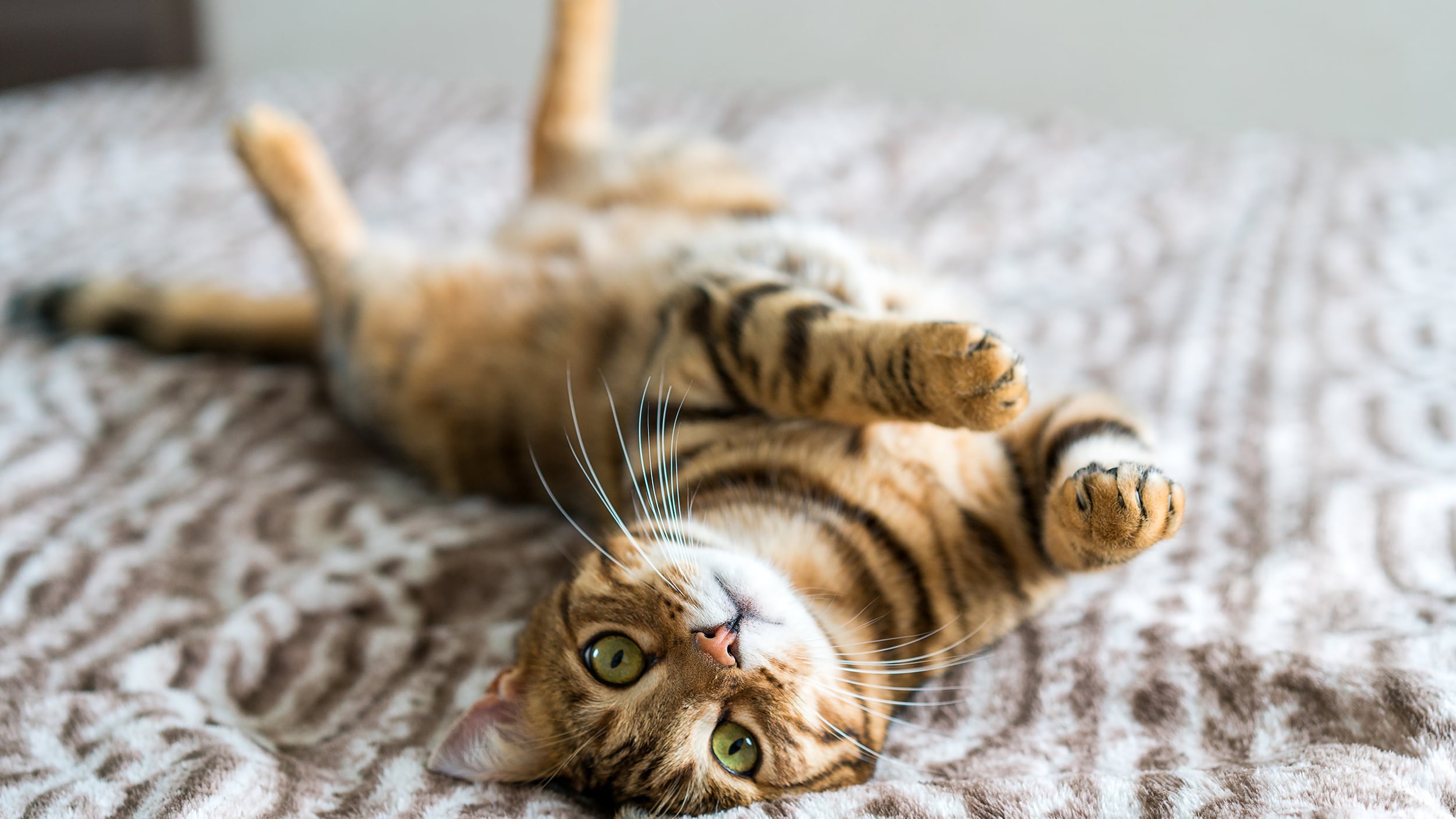 Escepticismo A pie Palmadita Todo lo que tu gato necesita, según los veterinarios | CNN