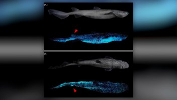 Hallan el tiburón bioluminiscente más grande del mundo