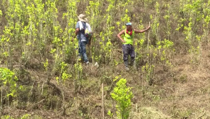 Colombia se alista para reiniciar fumigaciones con glifosato
