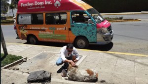 Al borde del llanto, pide apoyar a los perros callejeros