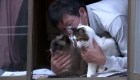 El hombre que cuida a los gatos de Fukushima