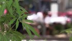 Regular uso lúdico de marihuana, histórico para México