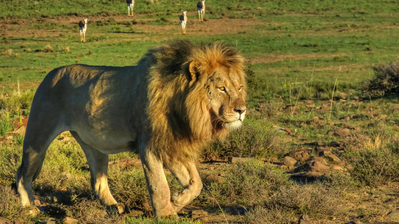 Sacrifican a 2 leones que mataron a trabajador de un parque en Sudáfrica e  investigan causas del ataque | Video | CNN