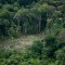 Bosque amazónico en peligro, más de lo que se pensaba