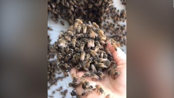 Rescata abejas sin protección y causa furor en TikTok