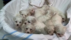 Rescatan a 101 perritos de una red de tráfico animal