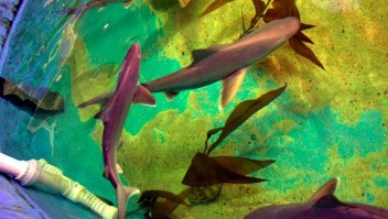 Rescatan a 7 tiburones de la piscina de contrabandista