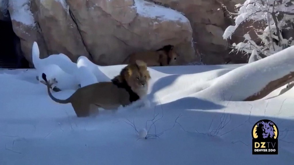 Un grupo de leones sorprende con su gusto por la nieve en un zoológico de  . | Video | CNN