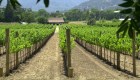 Compañía de vinos oferta una posición por US$ 10.000 al mes