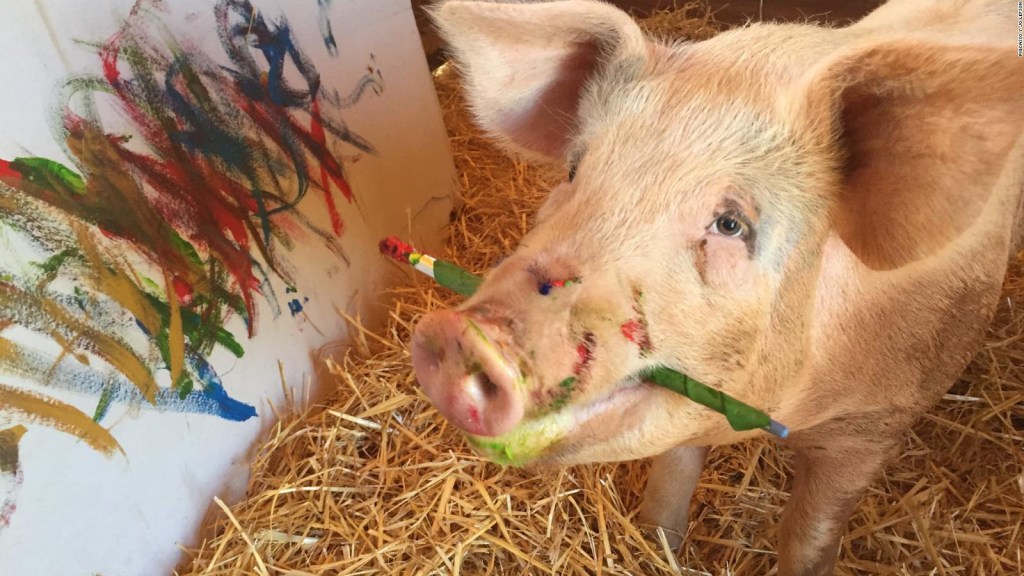 "Pigcasso", un cerdo pinta cuadros de miles de dólares