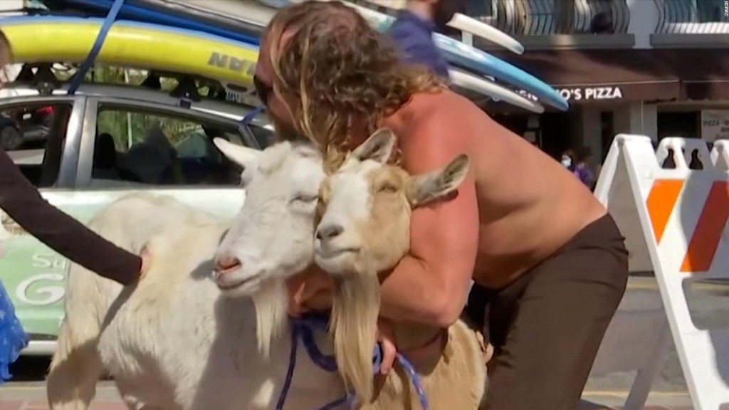 Esta es la divertida historia de un surfista y 2 cabras