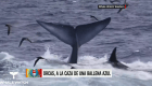 Así caza un grupo de orcas a una ballena azul