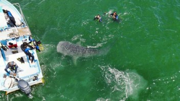 Turistas disfrutan de la compañía de enormes tiburones ballena