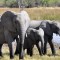 Elefantes africanos están en peligro crítico de extinción