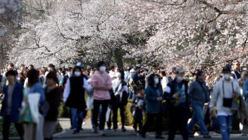 Japón cerezos Visitantes de los cerezos en Japón