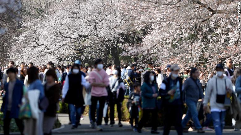 Japón cerezos Visitantes de los cerezos en Japón