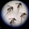 Florida: liberan 750 millones de mosquitos de laboratorio