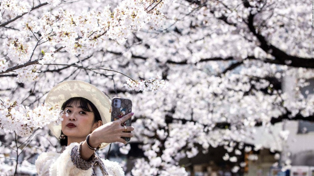 Why do cherries bloom in Japan?