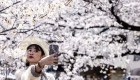 ¿Por qué preocupa la floración de cerezos en Japón?