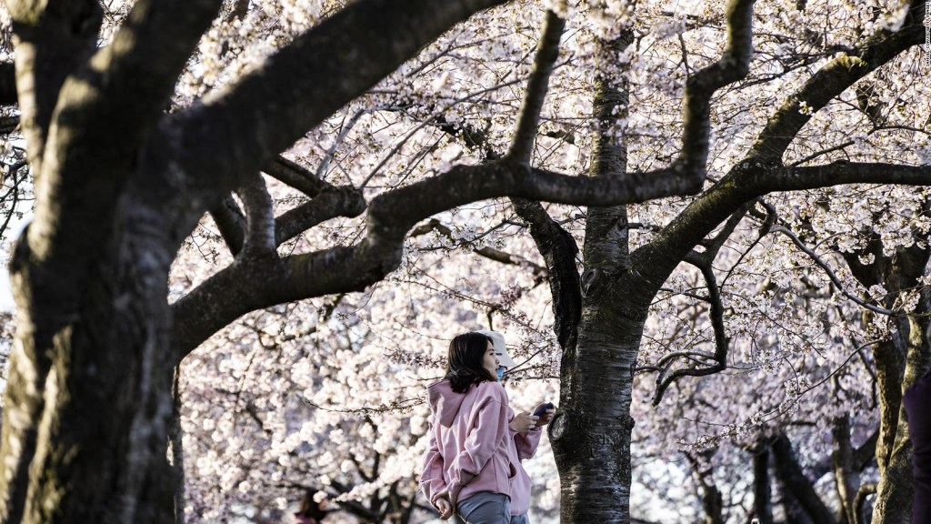 Vuela sobre los cerezos en flor en Washington