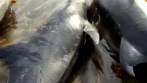 80 delfines muertos en las costas de Ghana