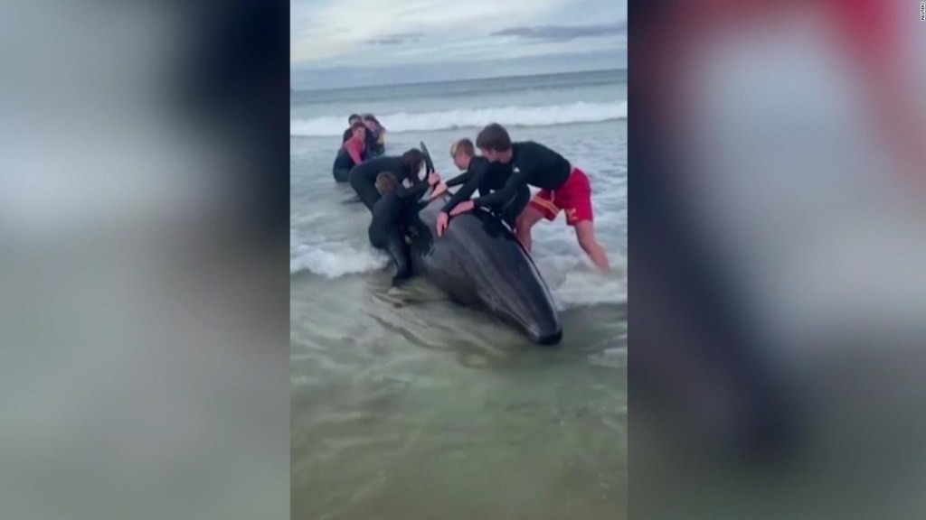 ExAll Blacks rescató a una ballena y generó polémica