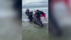 ExAll Blacks rescató a una ballena y generó polémica